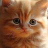 Profilbild von Pussy Noticer