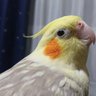 わに・まちゃこ(まちゃこママ) 的头像