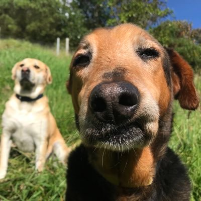 academiaveredal's profile picture