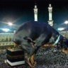 Фото профиля Islamic Taqiyya