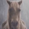 Profilbild von Evil intimidating horse