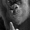 diancox's profile picture