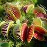 Фото профиля The Venus Flytrap