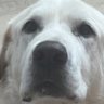puppy profil fotoğrafı