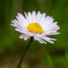 Daisy's profile picture