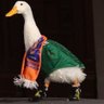 Pato Merlin's profile picture