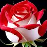 هيما عبده's profile picture