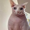 PurpleAlienz profil fotoğrafı