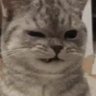 Yes's profile picture