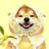 hewhoi-ひもじい 🌼✨'s profile picture