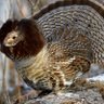 The Ruffed Grouse profil fotoğrafı