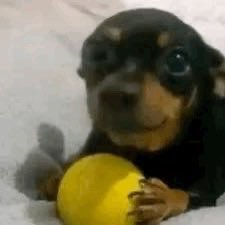 pipito's profile picture