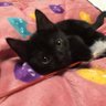 Profilbild von NAO(╹◡╹)にゃん