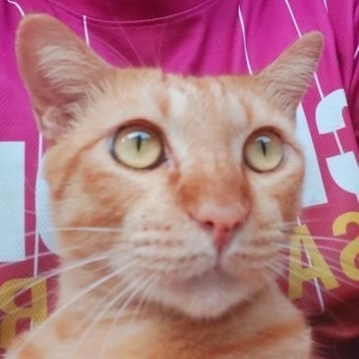 เฟยเฟย🐱 ♡EF♡(คือชื่อแมว)'s profile picture