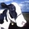 Profilbild von Thingy