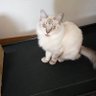 札幌のモモっち's profile picture