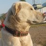 LeoPips's profile picture