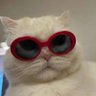 lichang's profile picture