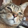 のーねーむ's profile picture