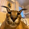 eniel's profile picture