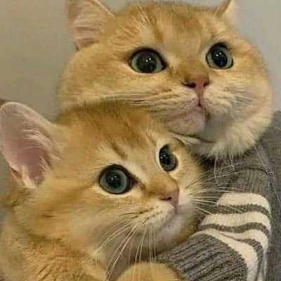 _meololi's profile picture