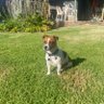 Jack and Randolfr 🐶 🚛 🦢 🥔's profile picture