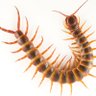 Scolopendra's profile picture