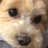こじこ's profile picture