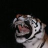Profilbild von Amari Carter