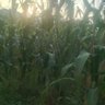 Stranded Ugandan's profile picture