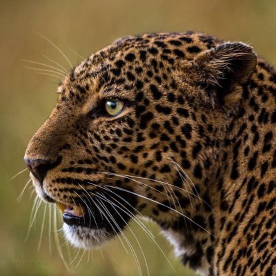 مُعاذ بن أحمد الحربي's profile picture