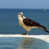 Eduardo Ramos profil fotoğrafı