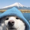 Profilbild von 觅旅