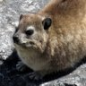 BullshitWithFur profil fotoğrafı
