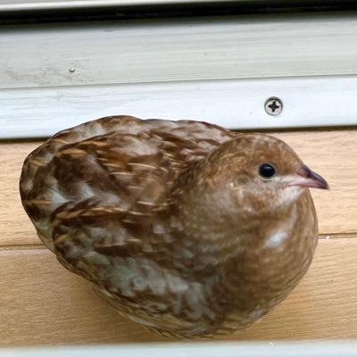 うずらちゃん's profile picture