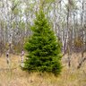 Northern Pine 的头像