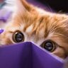 Diablo profil fotoğrafı