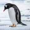 Profilbild von Penguin