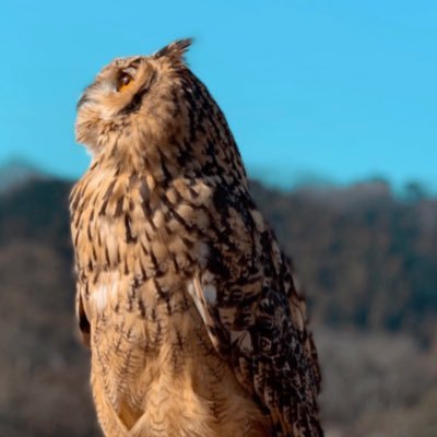 apple_owls's profile picture