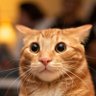 Max-Isac 🫵🐱's profile picture