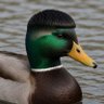 Reto Krasniqi's profile picture