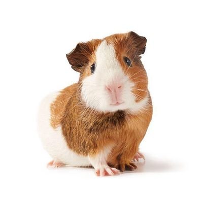 yizhuofofa's profile picture