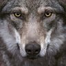 The Wolf 的头像