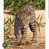 Demetrio Paspur profil fotoğrafı