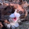 Фото профиля AngryFeralCat