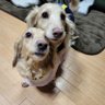 クーとモモ 的头像