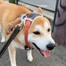 めだまろ 的头像