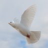 Latter-day Saint Peacemakers Project profil fotoğrafı
