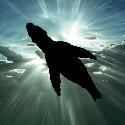 dogyards's profile picture