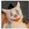 El gato ZARcastico✌️🫩 profil fotoğrafı